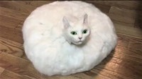 真っ白な毛に包まれた円盤型の猫ちゃんが飼い主さんに呼ばれてやってくる動画が「怖い」とTwitter上で話題に（提供写真）