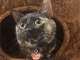ボロ雑巾のように捨てられていたサビ猫「くしな」、大切な家族に