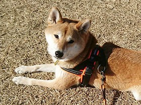 特技はカメラ目線　誰とも仲良くなれる愛されキャラの柴「コロ」