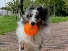 やっと雨がやんだ～　おおはしゃぎで遊ぶシェットランドシープドッグ「ティノ」