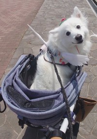 ひなたちゃんの同居犬、楽（らく）くんがハーネスに着けている羽のアクセサリーは、くーさんママさんがオリジナルで制作・販売する、わんちゃん用のチャーミングなコスプレ・アクセサリー『うちの子マジ天使』（画像提供：くーさんママさん @kukuri_shibainu）