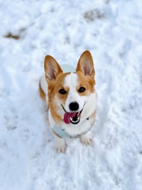 雪遊びを満喫する、数年前のきなこちゃんの写真。いい笑顔！（画像提供：きなこ @ 北海道コーギーさん）