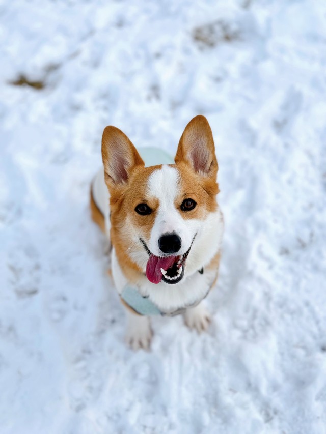雪遊びを満喫する、数年前のきなこちゃんの写真。いい笑顔！（画像提供：きなこ @ 北海道コーギーさん）