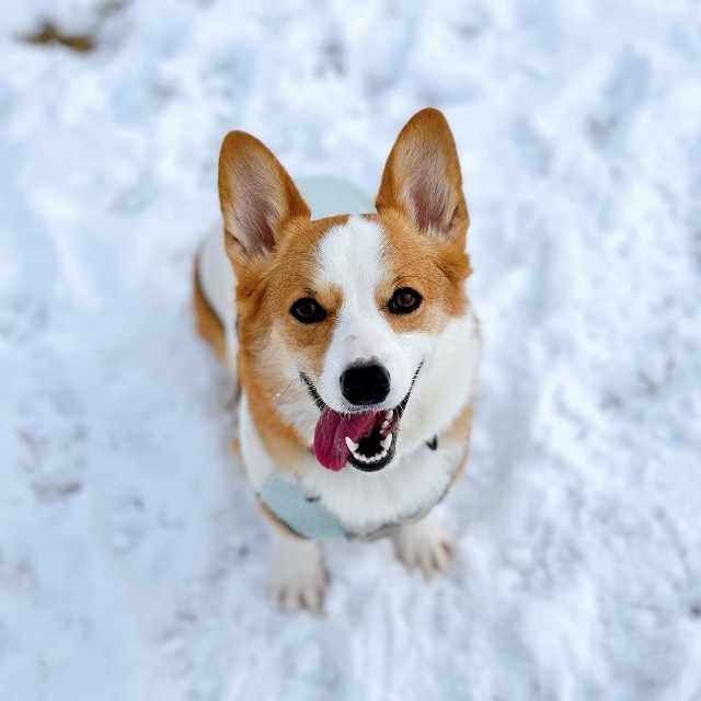 雪遊びを満喫する、数年前のきなこちゃんの写真。いい笑顔！（画像提供：きなこ @ 北海道コーギーさん）