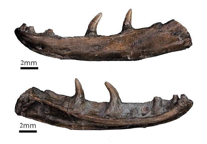 Fossil of oldest monstersauria lizard species found in Hyogo | The Asahi  Shimbun: Breaking News, Japan News and Analysis