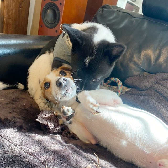 へそ天になった先住犬の福太くんの体に顔を埋めるさぬきちゃん（画像提供：バーバラ村田さん）