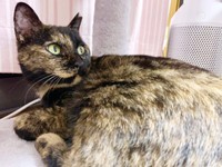 お迎え時のくるみちゃん（画像提供：サビ猫くるみさん）