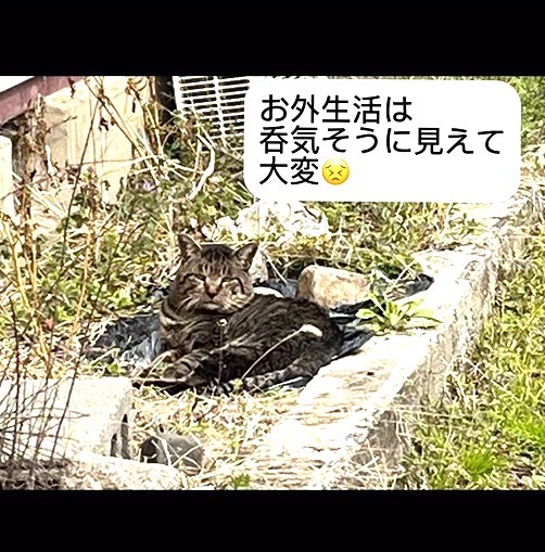 お外の生活は厳しかった（patapataokanさんさん提供、Instagramよりキャプチャ撮影）