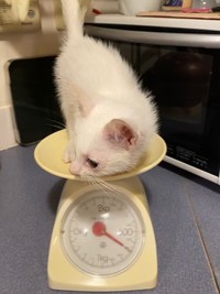 体重は、毎回10gずつくらい増えていった