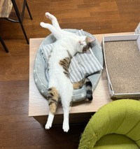 伸びながらはみ出しながら。【提供：ノビター（5匹家族）さん】