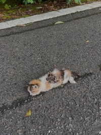 瀕死の状態だったという子猫（小野華さん提供、Instagramよりキャプチャ撮影）
