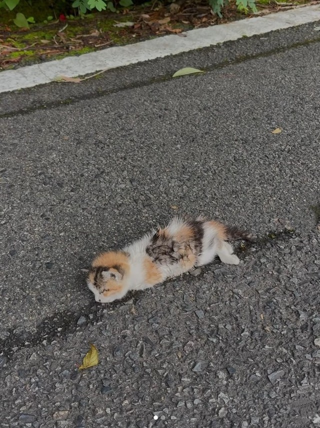 瀕死の状態だったという子猫（小野華さん提供、Instagramよりキャプチャ撮影）