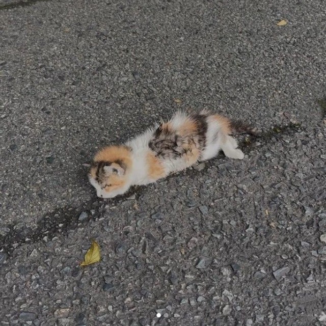 瀕死の状態だったという子猫（小野華さん提供、Instagramよりキャプチャ撮影）