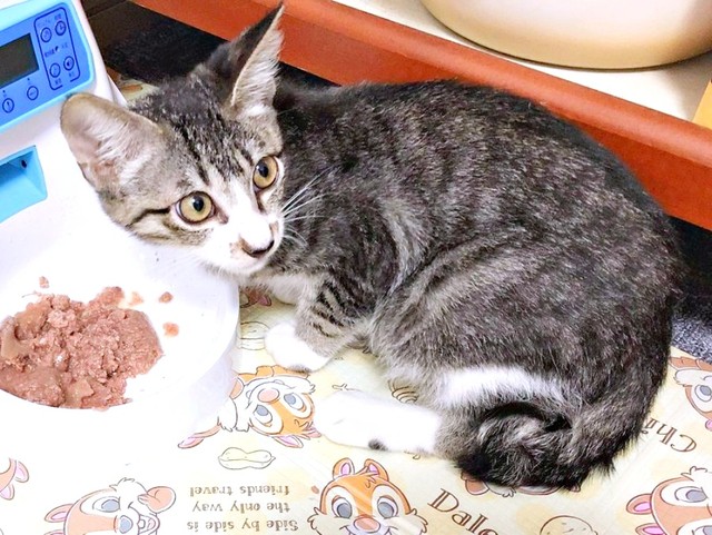 生後3カ月、もりもりごはんを食べるソックスくん（画像提供：ソックスとビスケットさん）