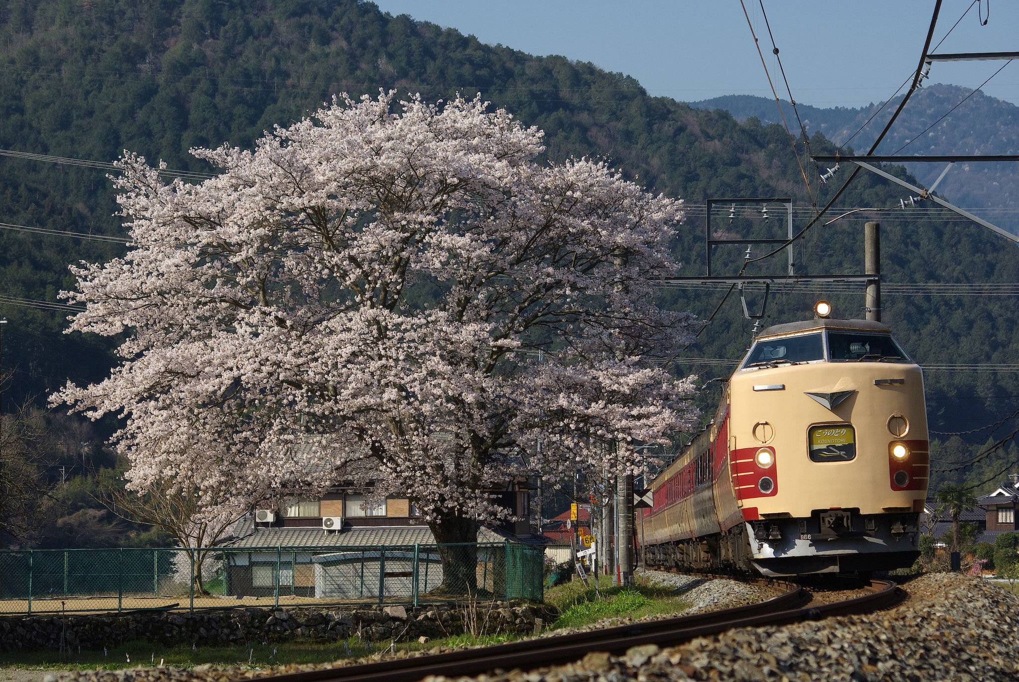 満開の桜の中を走り抜ける特急、蒸気機関車たち 「撮り鉄