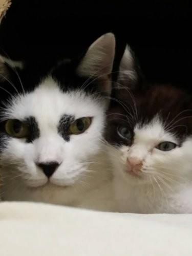 お前は俺が守る…文太を可愛がったカブキ、文太もカブキを慕った。