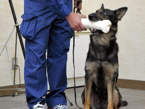 産休復帰のママ警察犬ベルタが活躍、容疑者逮捕で感謝状