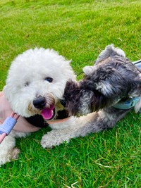 親友犬さんとのひと時を過ごすパポくん（提供：形の定まらない犬さん）