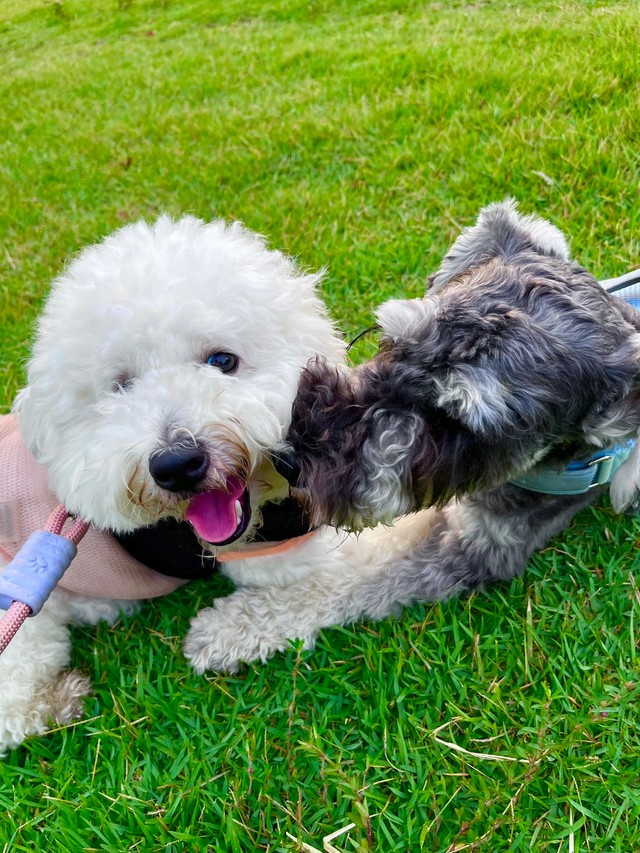 親友犬さんとのひと時を過ごすパポくん（提供：形の定まらない犬さん）
