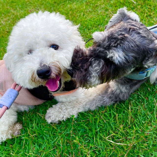 親友犬さんとのひと時を過ごすパポくん（提供：形の定まらない犬さん）