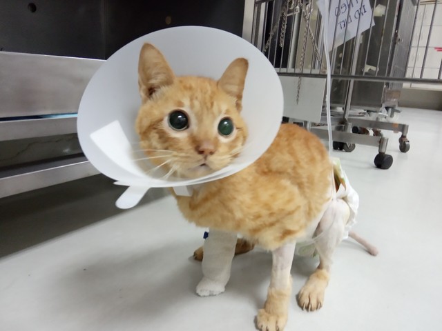 2度の大手術を乗り越えたテオくん