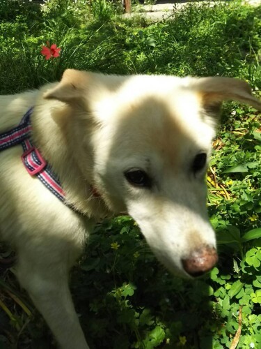 葵ちゃんとお散歩。表情が出てきて若々しくなった（直実さん提供）