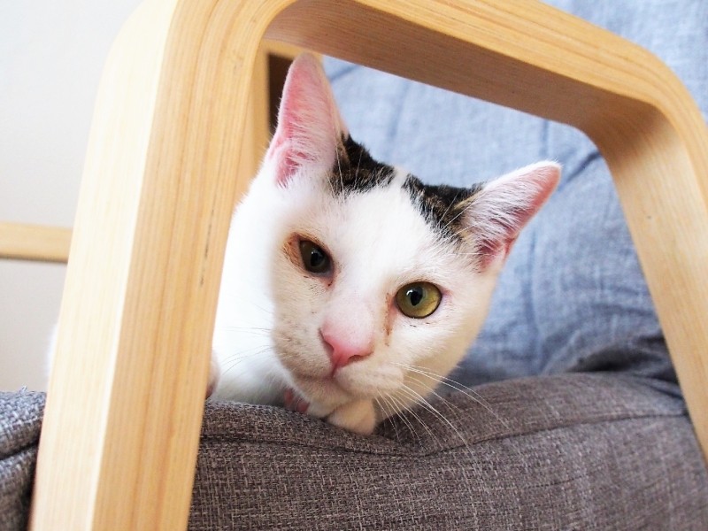 目は、大体見えてるんだ