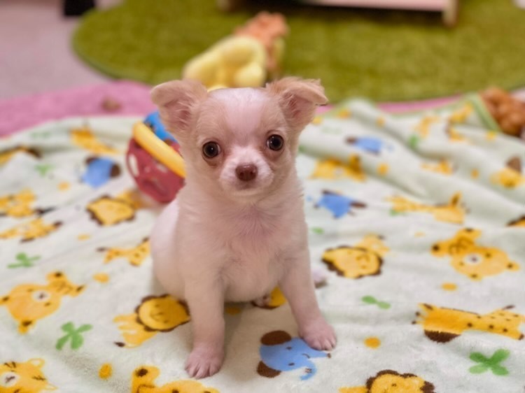 家にきたころの「みるく」