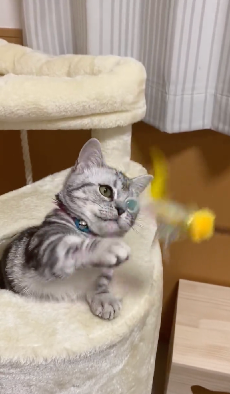 じゃらしに燃える＝ネコピさん（@nekopi_baobao）提供
