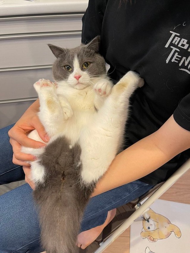 実はこちらの茶トラの猫ちゃん柄とも同じポーズ！（提供：コテまるさん @mofu_kote）