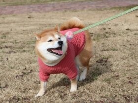 楽しい～　ご機嫌な様子がかわいくて思わずパチリ　柴「いちこ」