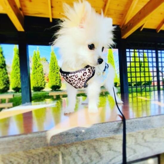 家にきたころの「ルナ」