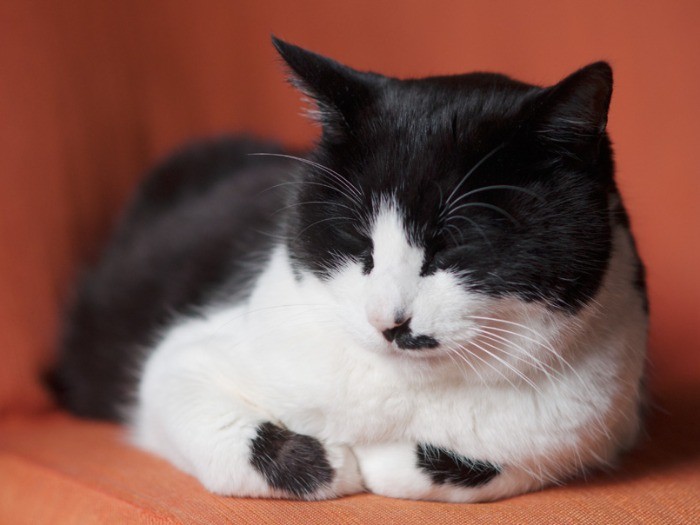 ソファの上でウトウト（小林写函撮影）