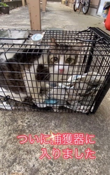 レスキュー3日目。ついに捕獲器に！(保護ボランティア「コア」さん提供、Instagramよりキャプチャ撮影)