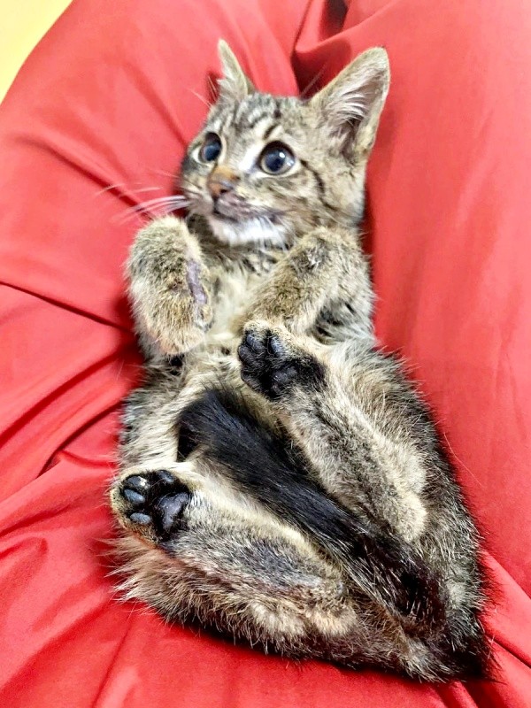 少しずつ体調がよくなっていったねずくん（画像提供：ねこズとにぼしさん）