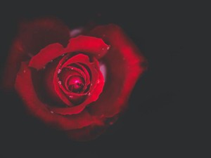 こどもを生まないと決めた私は、何のために生理の痛みに耐えるのか