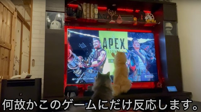 真っ先にテレビの前に駆け付け、カーソルを追い掛けるエマちゃん（ネコランドさん提供、YouTubeよりキャプチャ撮影）