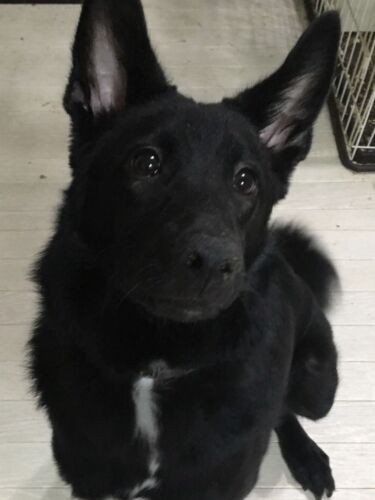 ペットサイトに載っていた草一郎の写真を見て、泉美さん母子は一目ぼれ。でも保護主（猫部はなはた）宅で見合い時は、隅に隠れていたという