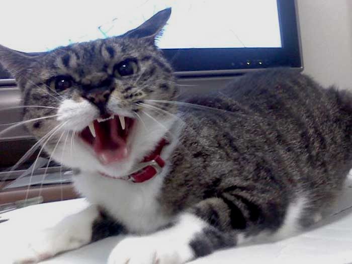 フクもまさひこさんもキヨちゃんに怒られた