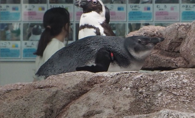 昨年冬に誕生した「みぶ」