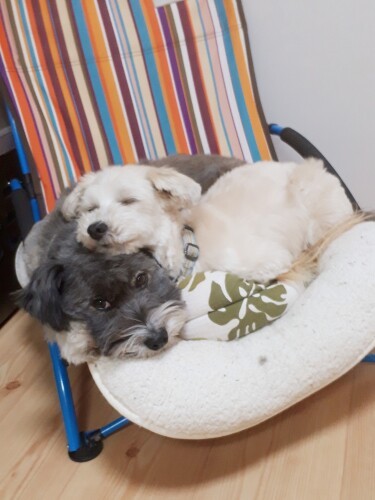 乗ってる方が気持ちいい（ＣＡＰＰチーム提供）