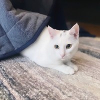 普段はこたつの中に潜っていることが多い。出勤監視中＝shiroi_shirasuさん提供