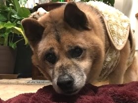 あえて成犬を引き取って一緒に暮らす　「穏やかで癒やされる」