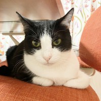 香箱座りをしながらくつろぐリンちゃん（画像提供：ひなてまリンさん）