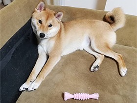 待ってたよ！早くなでて！　秋生まれの柴犬「マロン」　