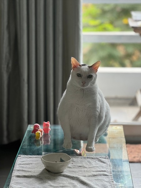 「ひよこ饅頭に足が生えたみたい」と言われるそう（画像提供：cat_daifuku_vietnamさん）