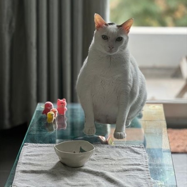 「ひよこ饅頭に足が生えたみたい」と言われるそう（画像提供：cat_daifuku_vietnamさん）