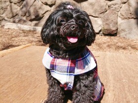 ずっと一緒だよ　家族を明るく照らすミックス犬「ごま」のごまスマイル　　