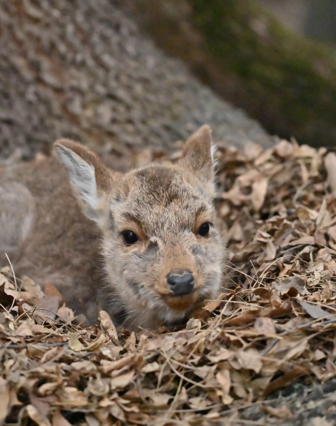 子鹿には絶対触らないで」母鹿から育児放棄された5カ月の命 奈良公園の