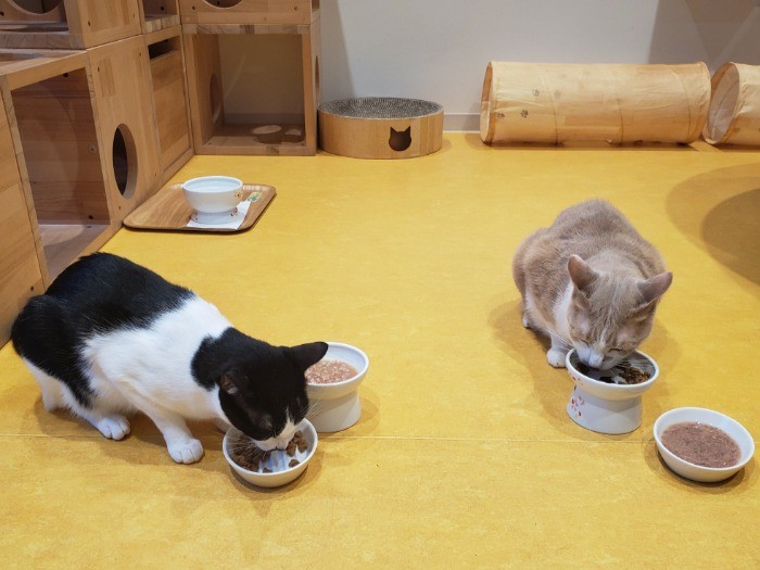 「僕らはごはん食べたら寝よう」「うん」